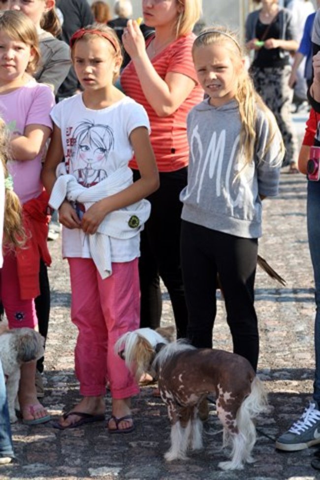 Rynek pełen czworonogów - zdjęcia