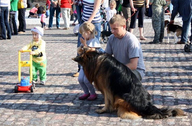Rynek pełen czworonogów - zdjęcia