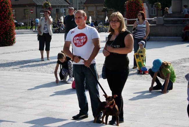 Rynek pełen czworonogów - zdjęcia