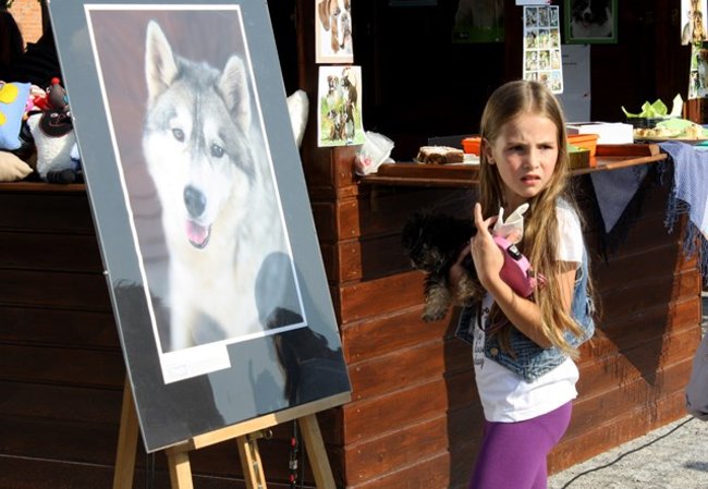Rynek pełen czworonogów - zdjęcia