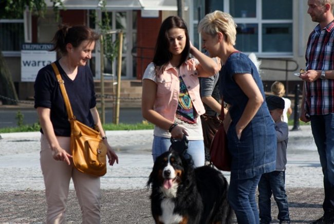 Rynek pełen czworonogów - zdjęcia