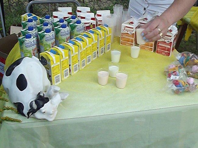 Mleczna uczta w Kościuszkowie - zdjęcia