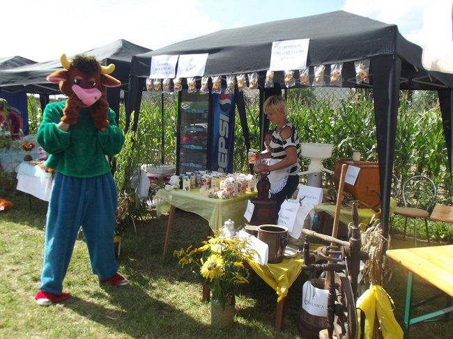 Mleczna uczta w Kościuszkowie - zdjęcia