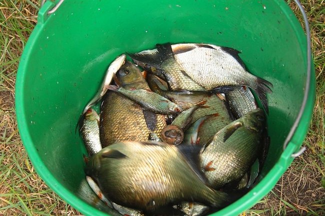 Trudna walka o duże ryby - zdjęcia