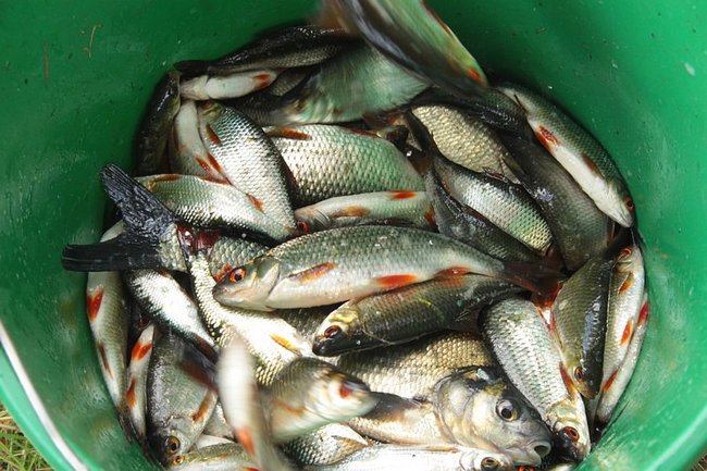 Trudna walka o duże ryby - zdjęcia