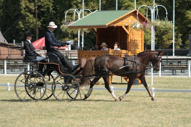 Wykorzystał szansę na złoto - zdjęcia