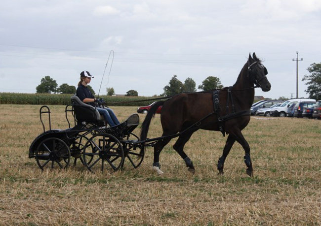 Z miłości do koni - zdjęcia