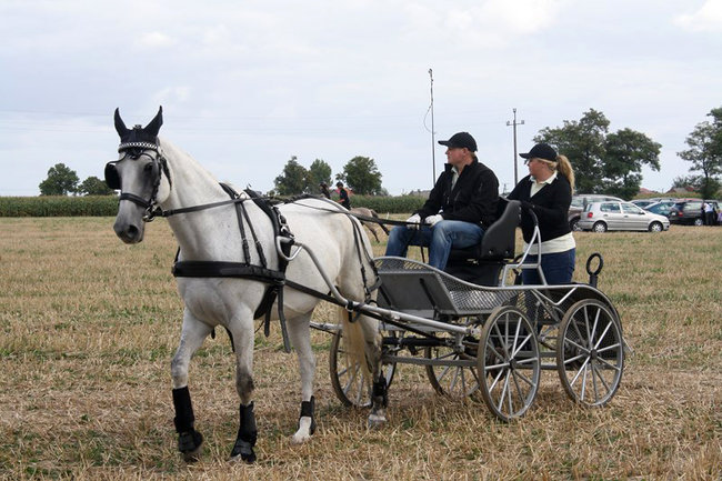 Z miłości do koni - zdjęcia