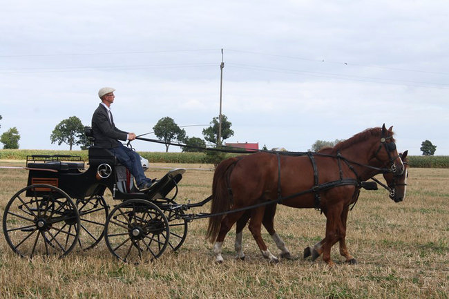 Z miłości do koni - zdjęcia