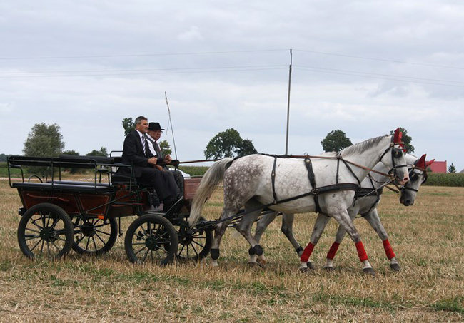 Z miłości do koni - zdjęcia
