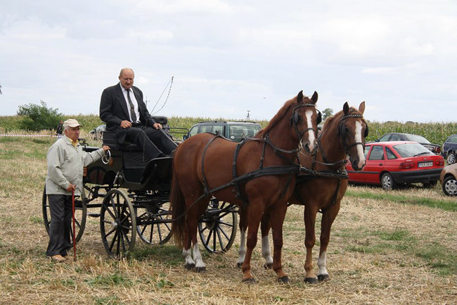Z miłości do koni - zdjęcia