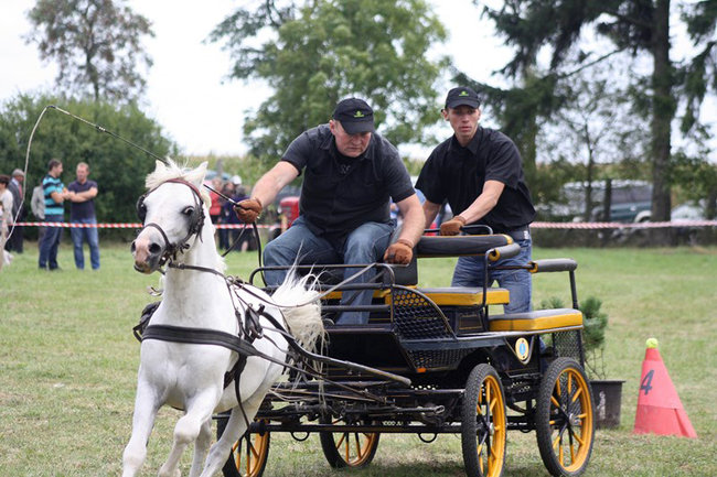 Z miłości do koni - zdjęcia