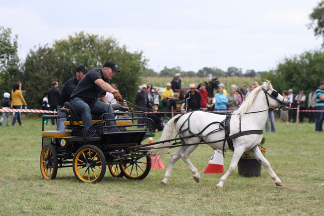Z miłości do koni - zdjęcia