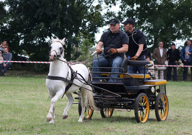 Z miłości do koni - zdjęcia