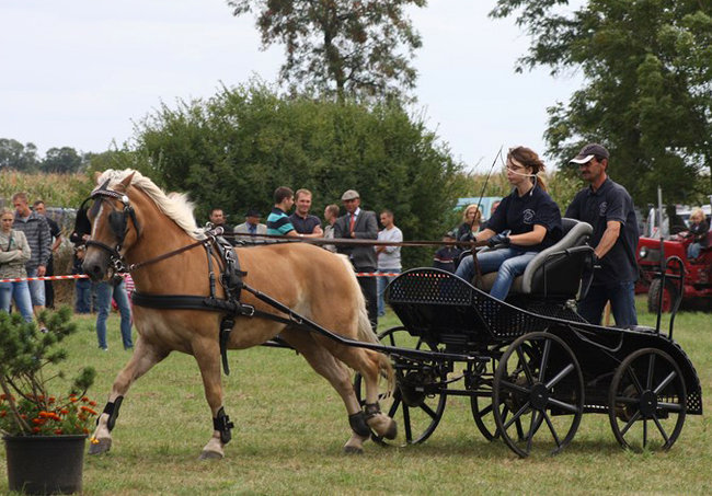 Z miłości do koni - zdjęcia
