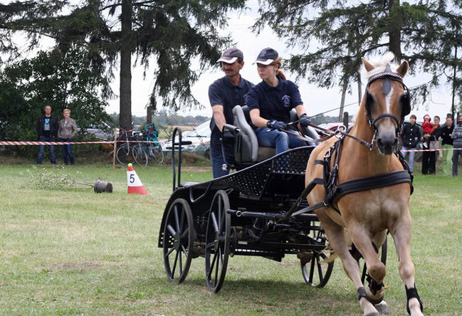Z miłości do koni - zdjęcia