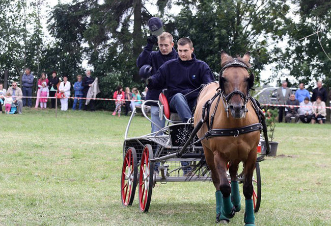 Z miłości do koni - zdjęcia