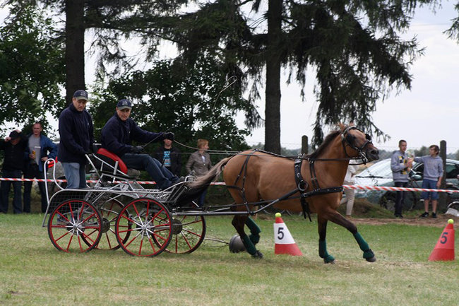 Z miłości do koni - zdjęcia