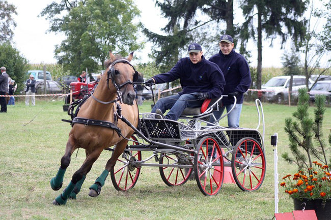 Z miłości do koni - zdjęcia