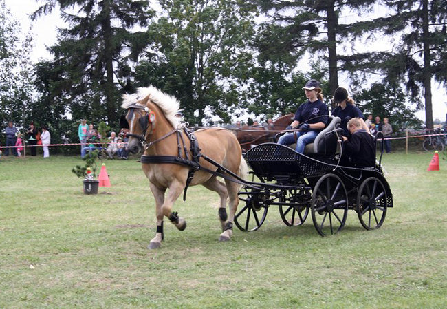 Z miłości do koni - zdjęcia