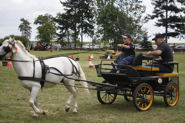 Z miłości do koni - zdjęcia