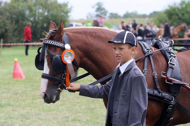 Z miłości do koni - zdjęcia