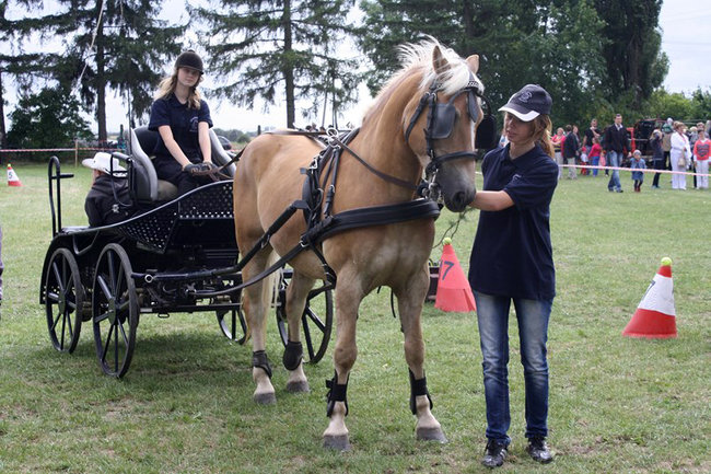Z miłości do koni - zdjęcia