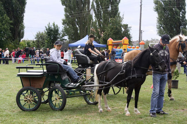 Z miłości do koni - zdjęcia