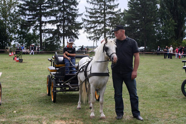Z miłości do koni - zdjęcia