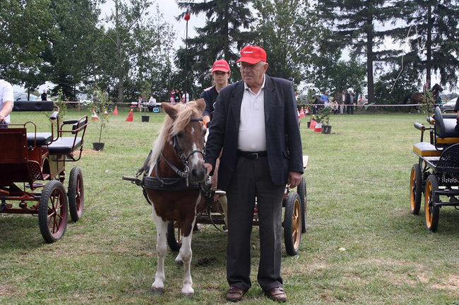 Z miłości do koni - zdjęcia