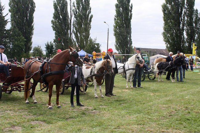 Z miłości do koni - zdjęcia