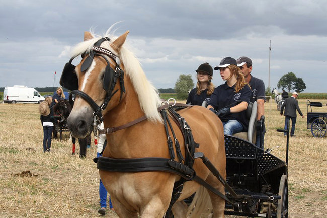 Z miłości do koni - zdjęcia