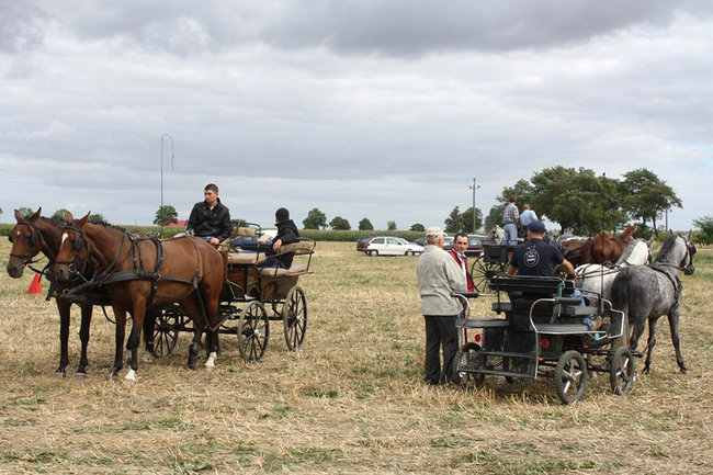 Z miłości do koni - zdjęcia
