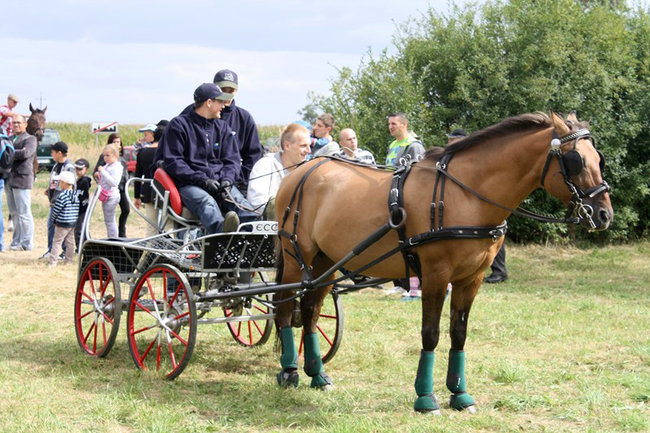 Z miłości do koni - zdjęcia