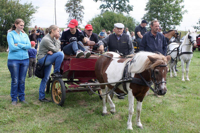 Z miłości do koni - zdjęcia
