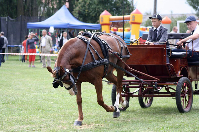 Z miłości do koni - zdjęcia