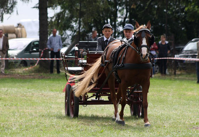 Z miłości do koni - zdjęcia