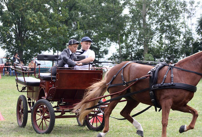 Z miłości do koni - zdjęcia