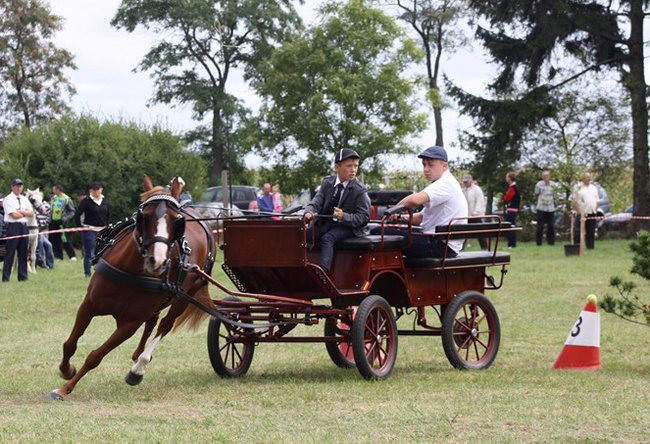Z miłości do koni - zdjęcia
