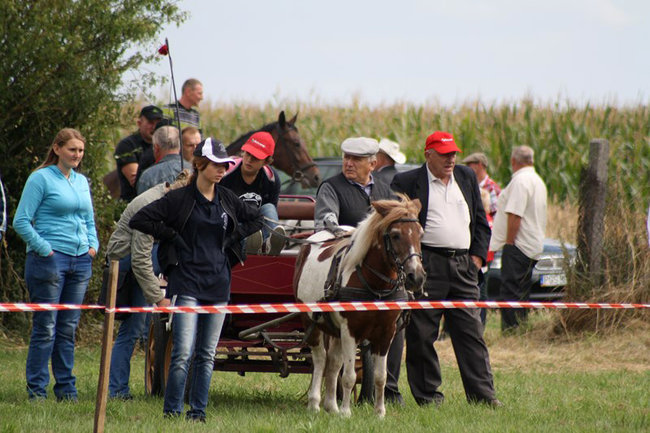 Z miłości do koni - zdjęcia