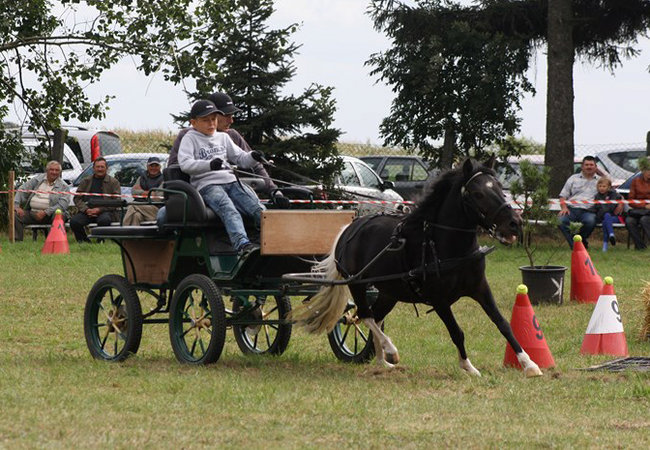 Z miłości do koni - zdjęcia