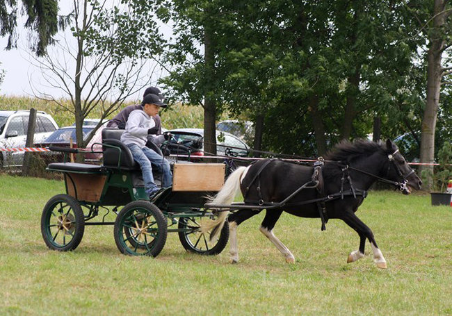 Z miłości do koni - zdjęcia