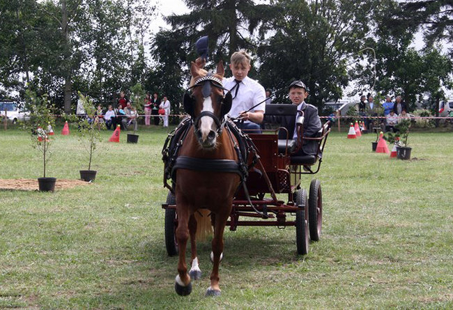 Z miłości do koni - zdjęcia