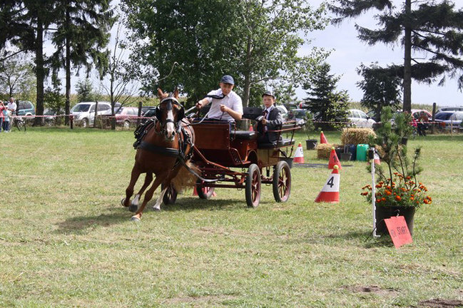 Z miłości do koni - zdjęcia