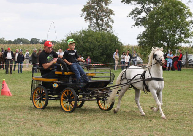 Z miłości do koni - zdjęcia