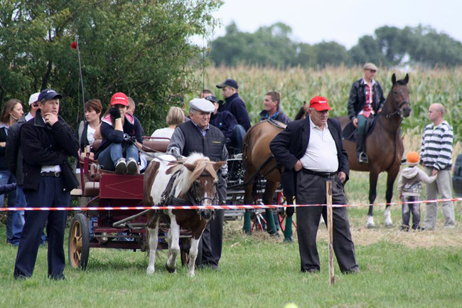 Z miłości do koni - zdjęcia
