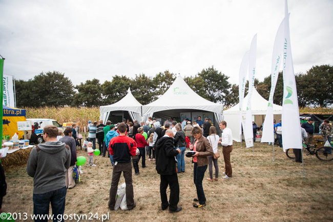 Kukurydziane żniwa - zdjęcia