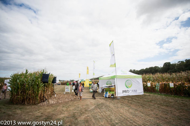 Kukurydziane żniwa - zdjęcia