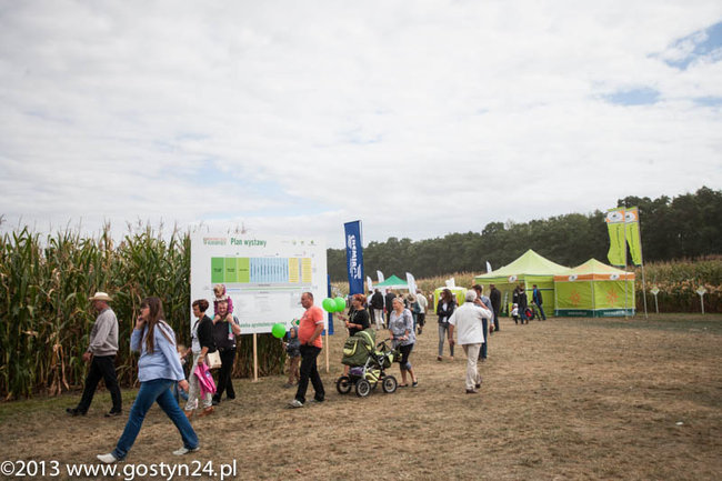 Kukurydziane żniwa - zdjęcia