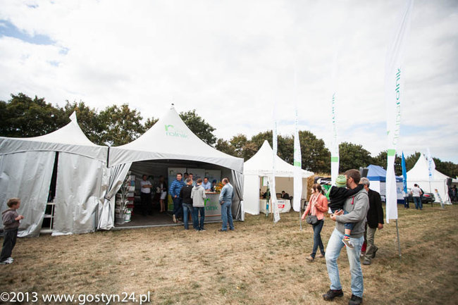 Kukurydziane żniwa - zdjęcia